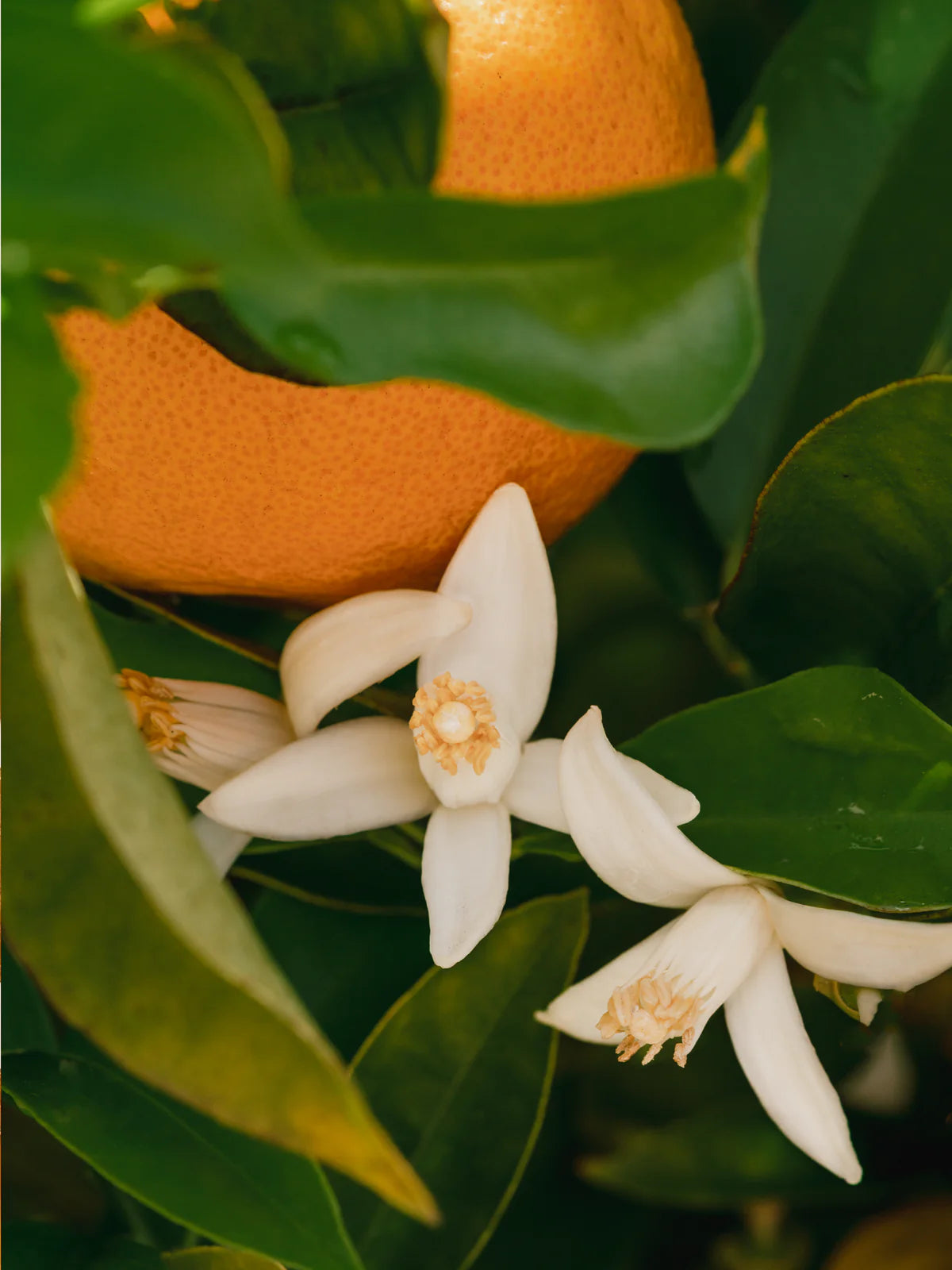 Orange Blossom Neroli Pura Fragrance Refill