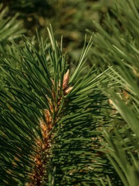Pine Ingredient