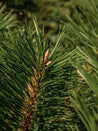 Pine Ingredient