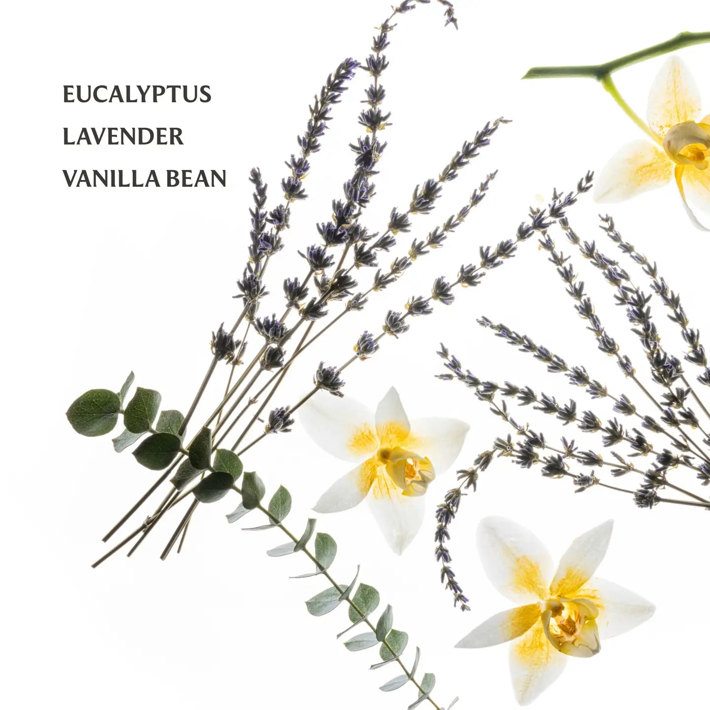 Touchland Pure Lavender Power Mist scent notes.