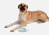 Travel Dog Bowl by The Modern Pet Co.